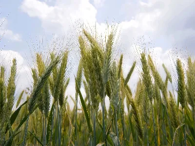 Mongòlia Interior, Xina: des d'una-mida-per a tots-a tot-solucions específiqu...